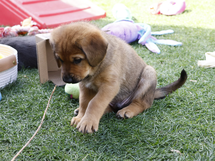 chinook dog